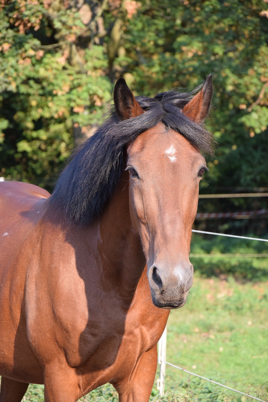 horse brown summer free photo