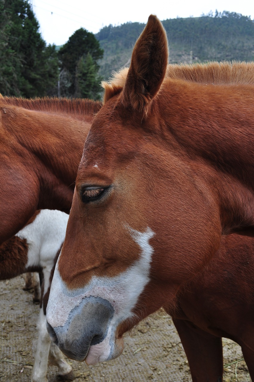 horse head animal free photo