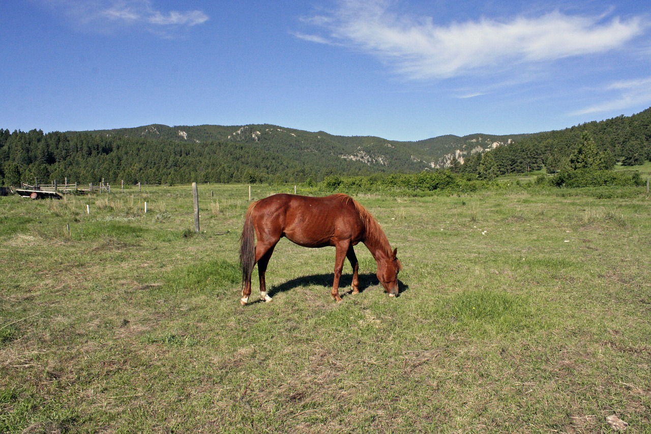 horse countryside saddle free photo