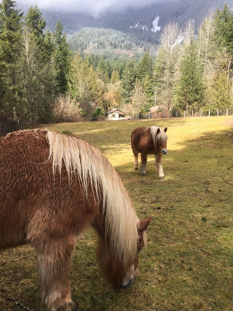 horse countryside country free photo