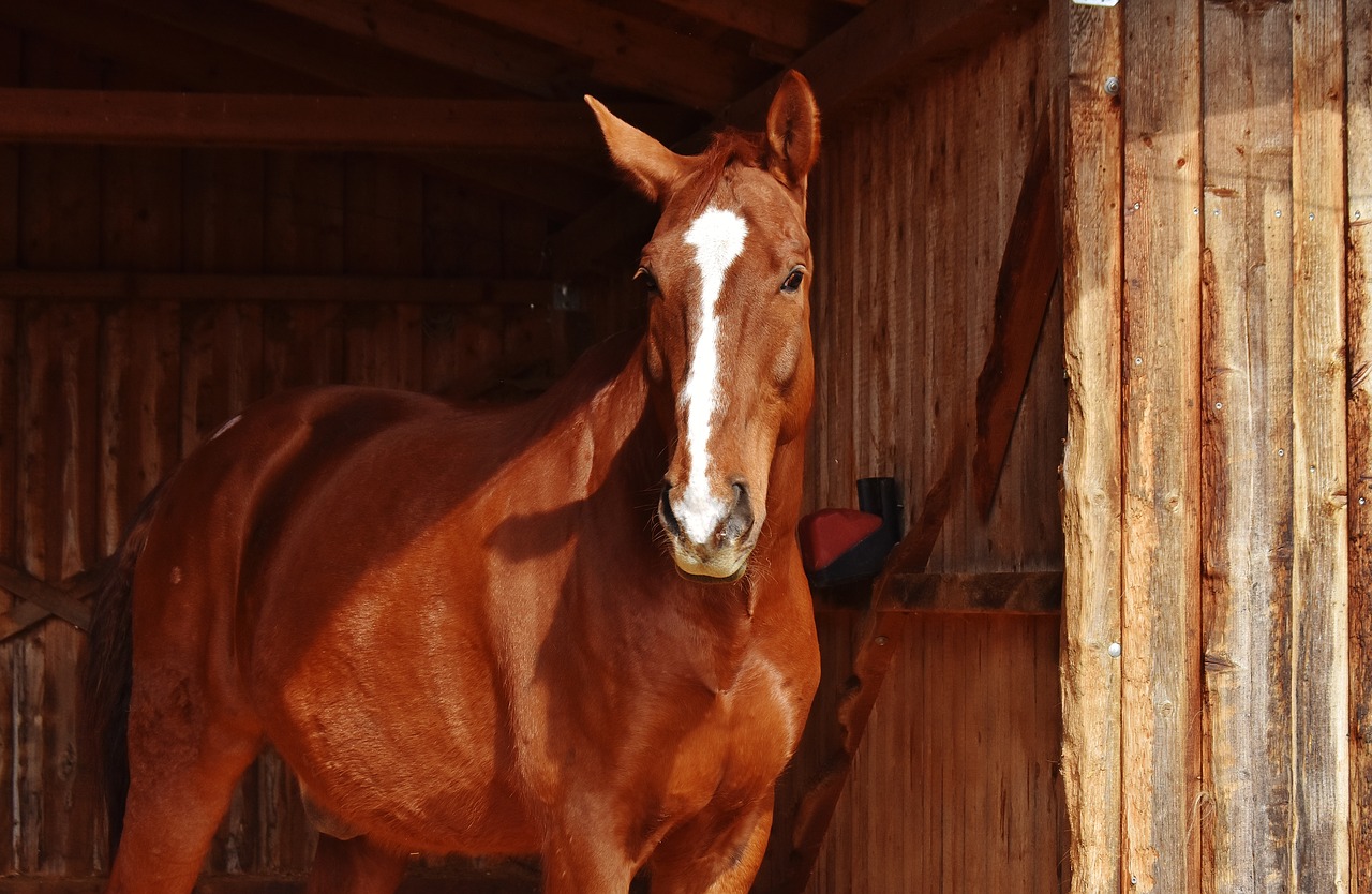 horse brown animal free photo