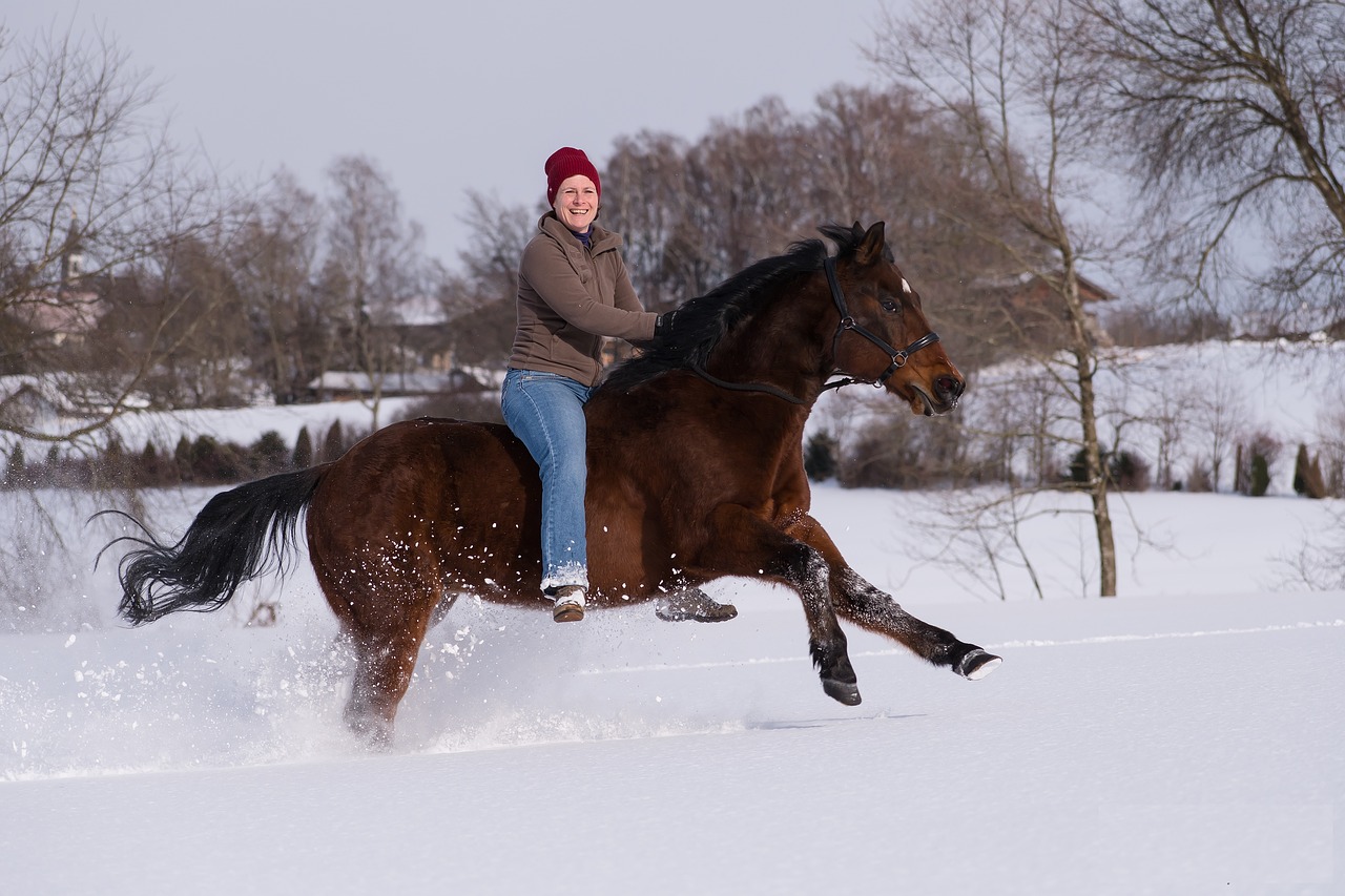 horse ride reiter free photo