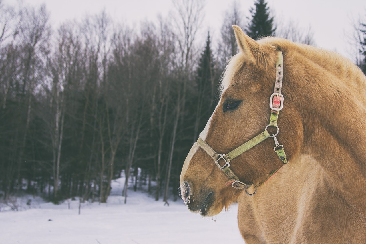 horse snow cold free photo