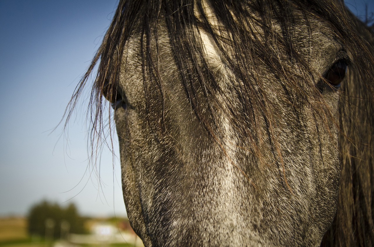 horse pasture arabian free photo