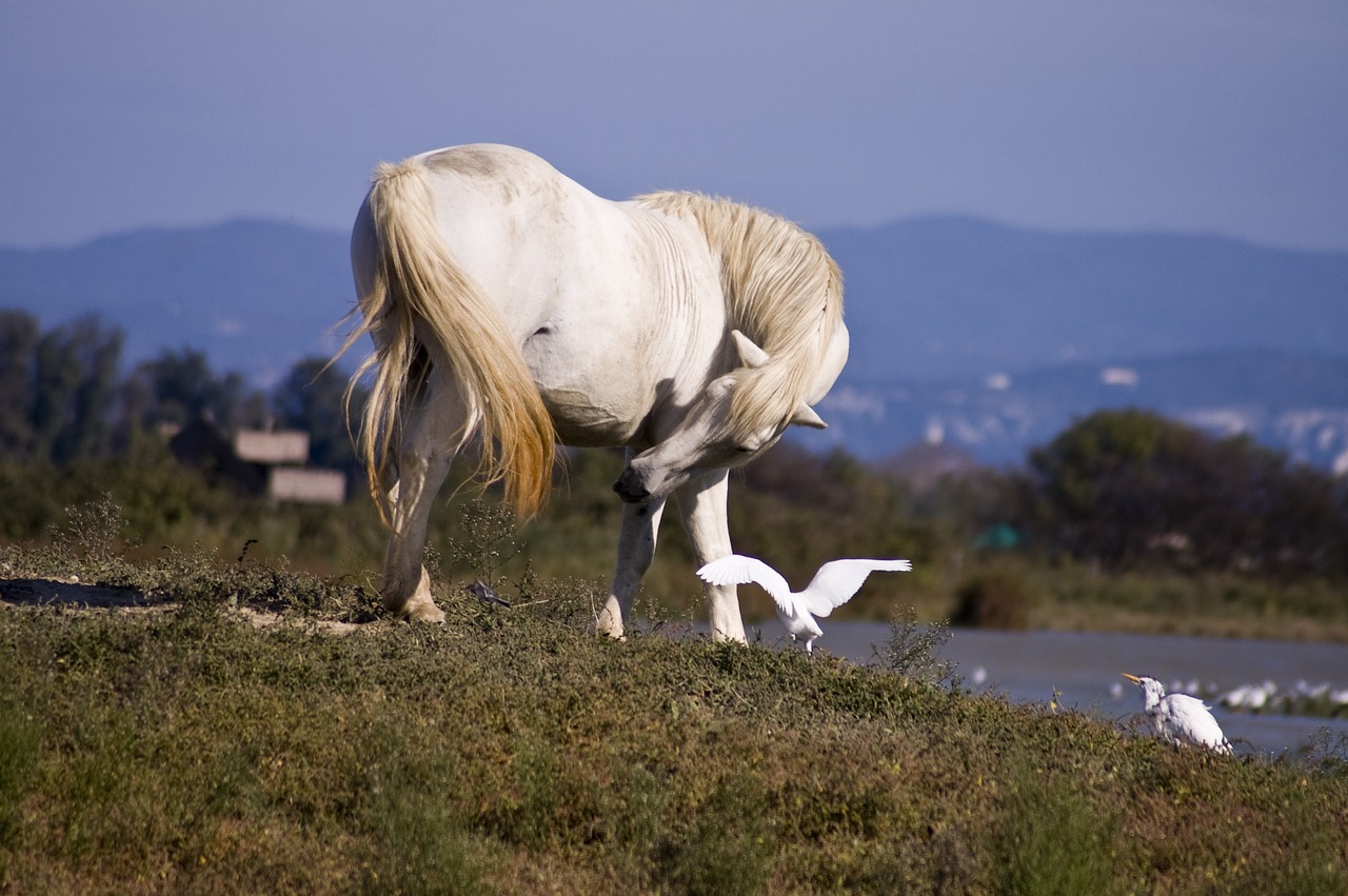 horse wild animal free photo