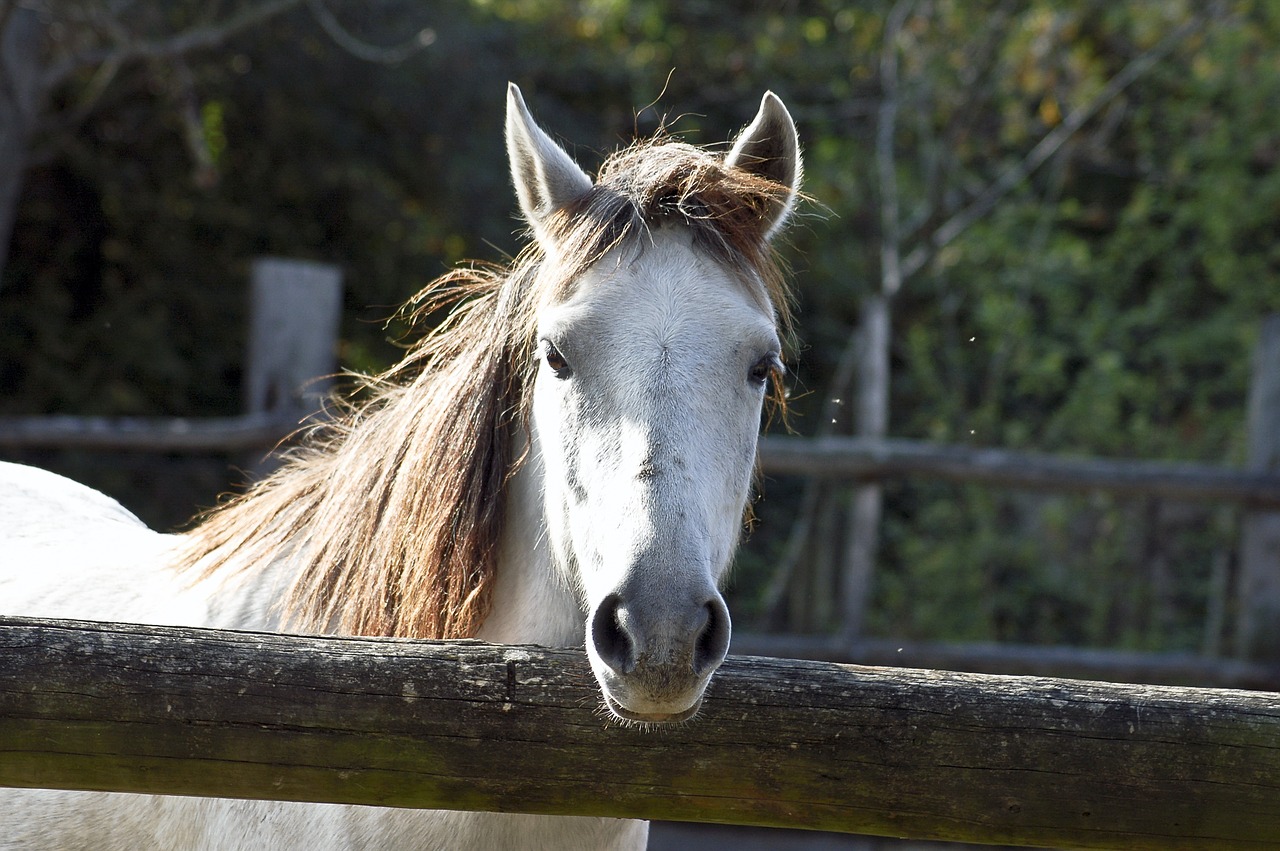 horse head stallion free photo