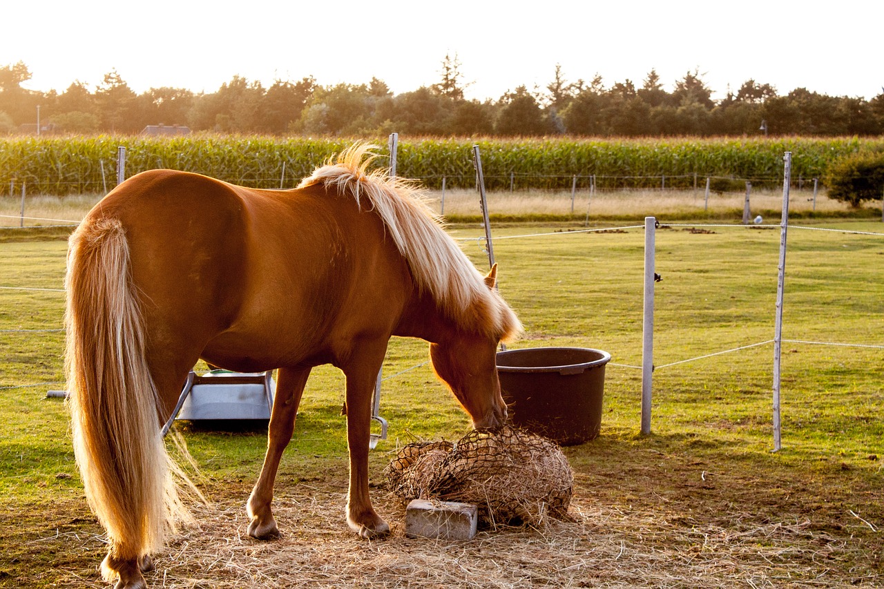 horse evening sun pasture free photo