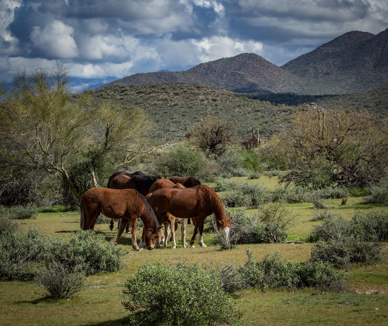 horse wild animal free photo