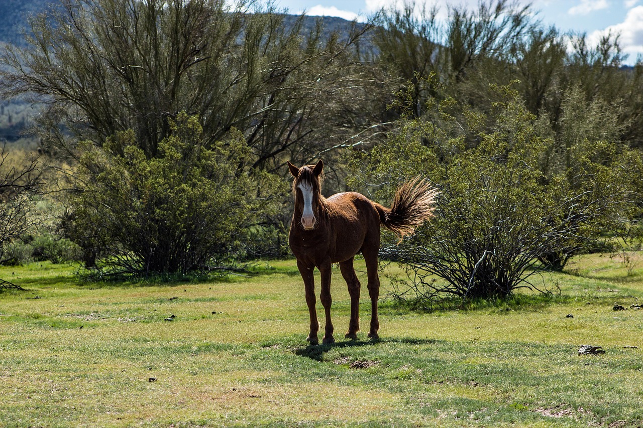 horse wild animal free photo