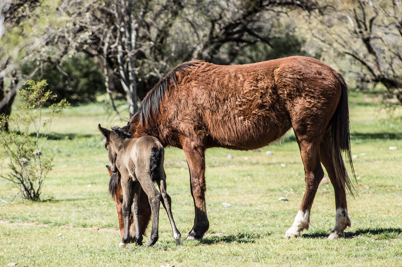 horse wild animal free photo