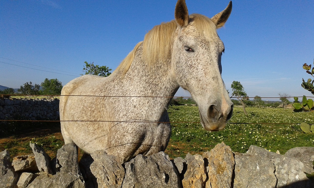 horse nature animal free photo