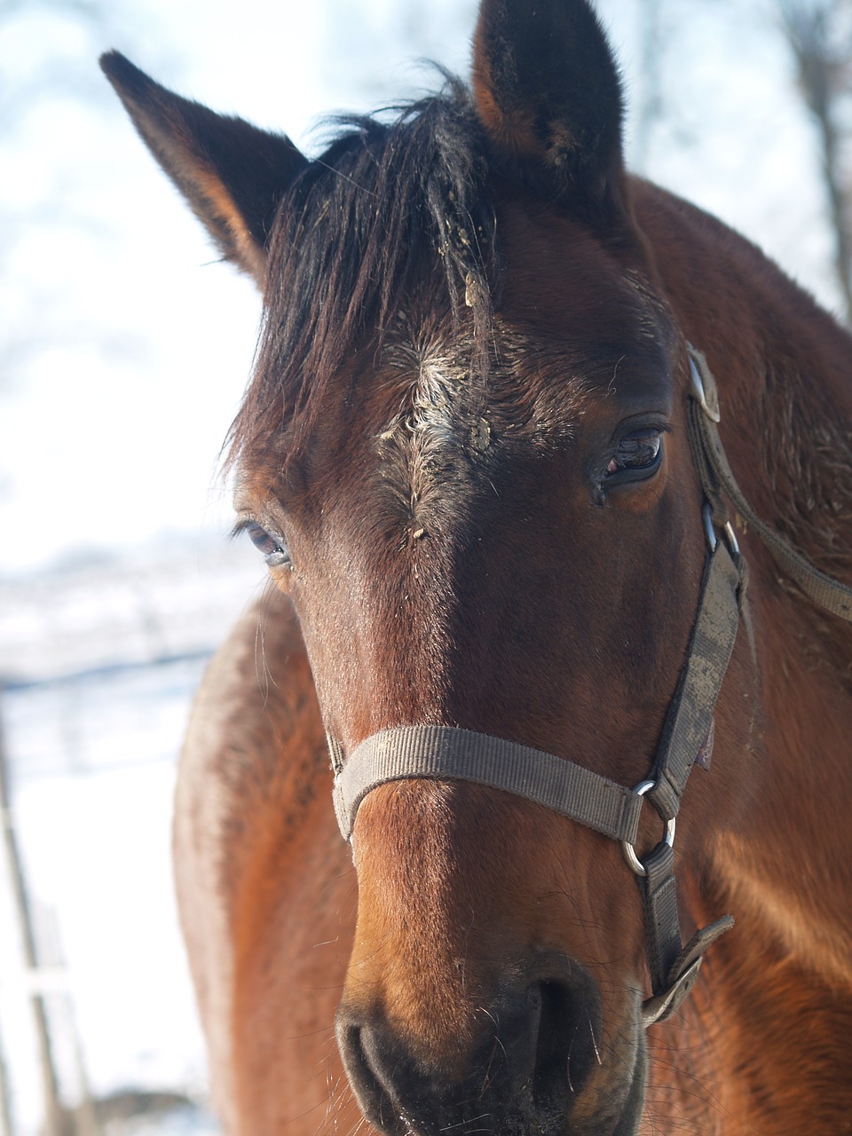 horse brown animal free photo