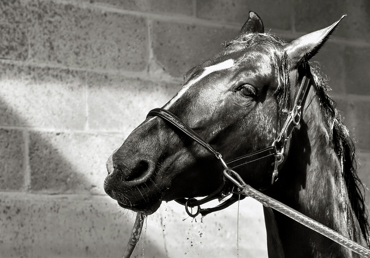 horse wet water free photo