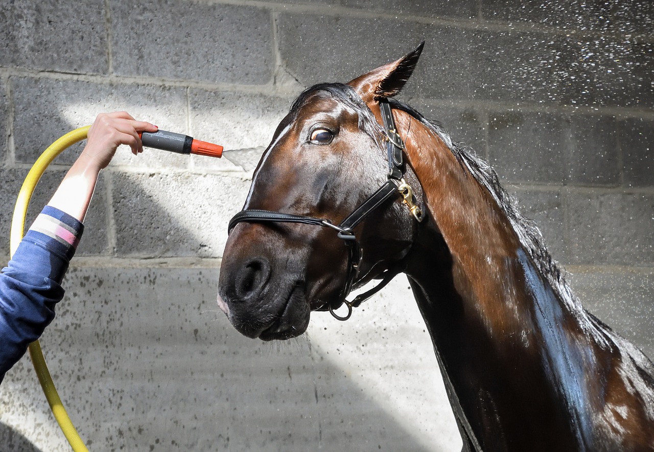 horse wet water free photo