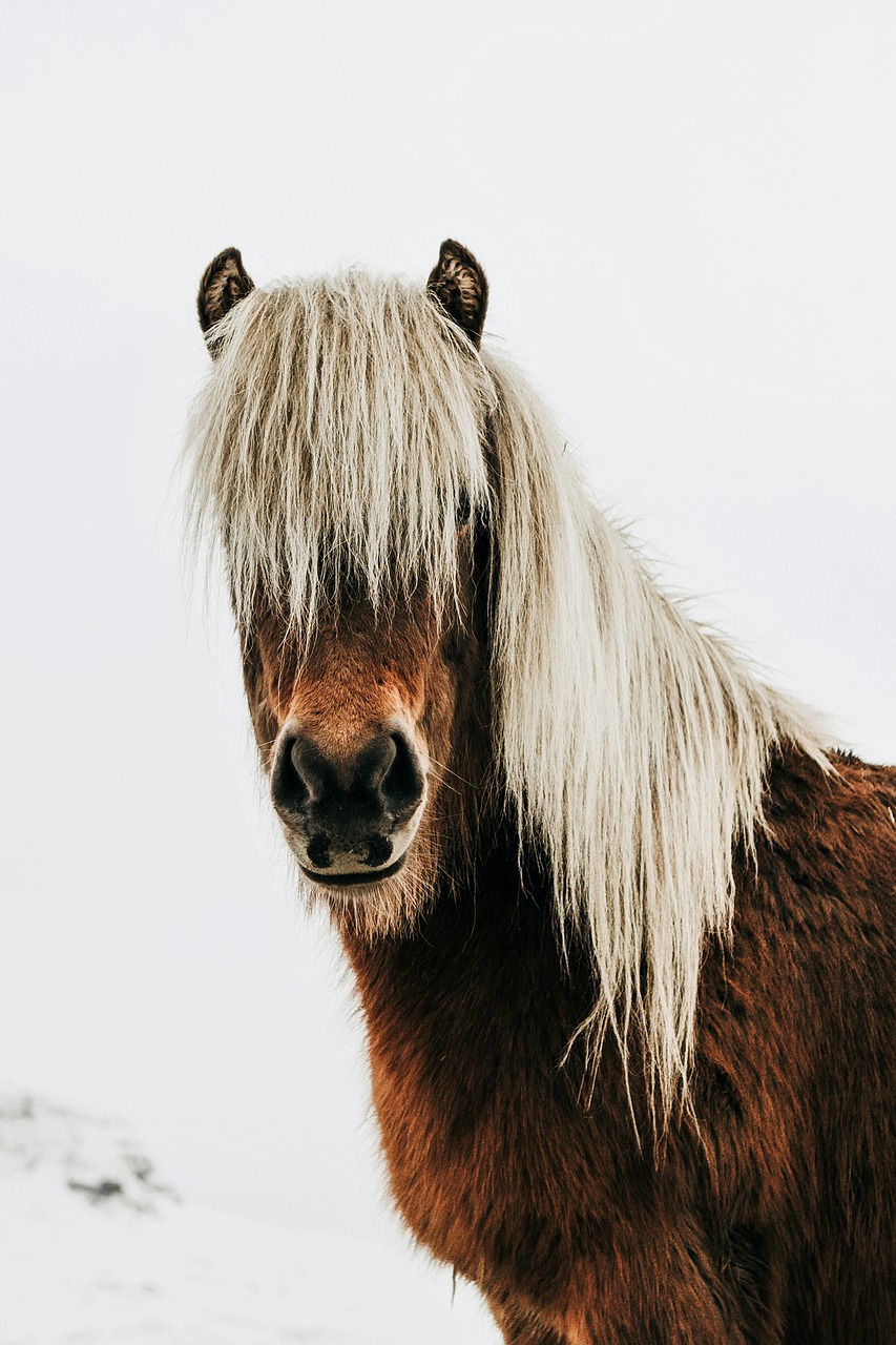 horse wild iceland free photo