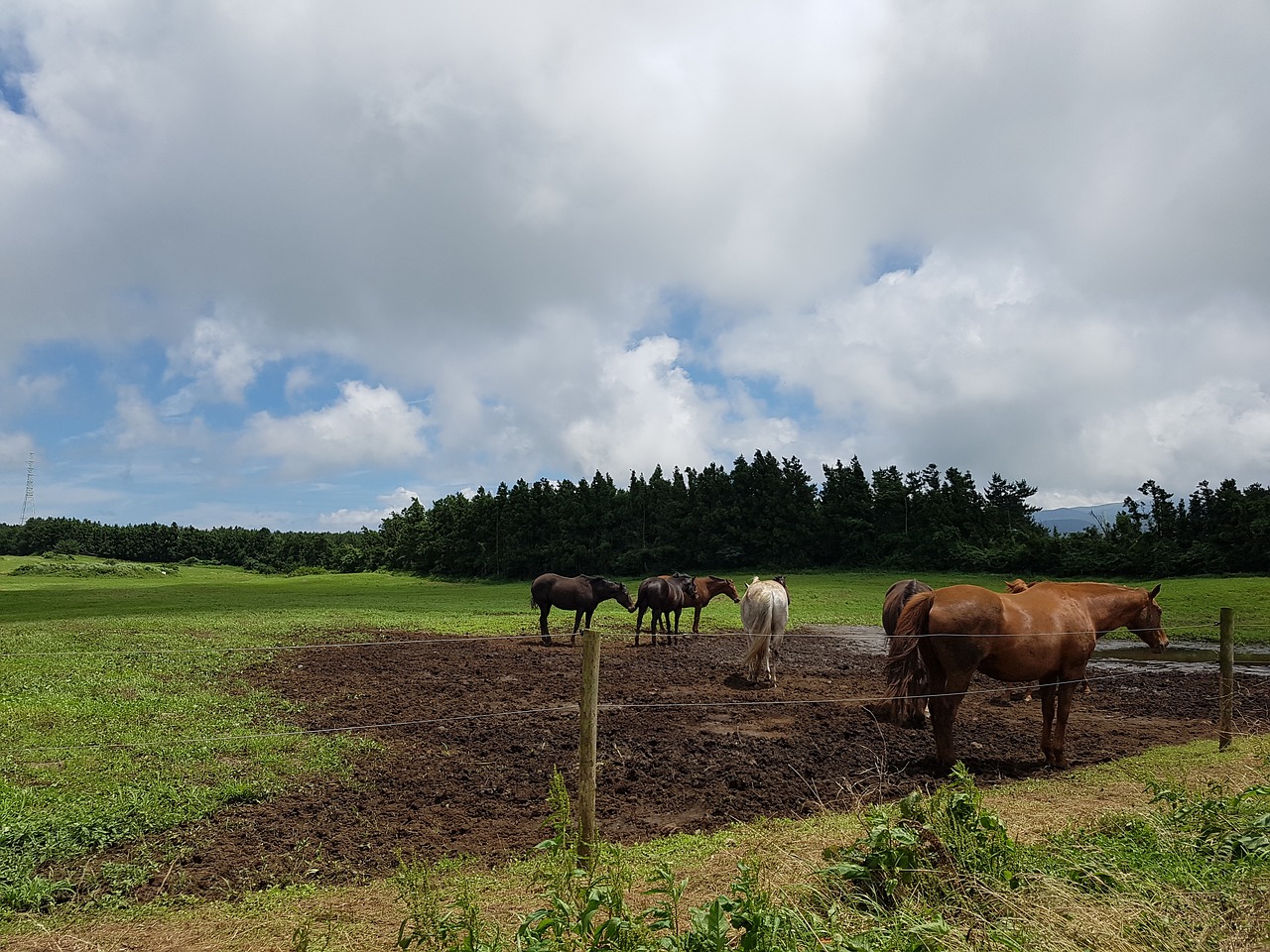 horse jeju ranch free photo