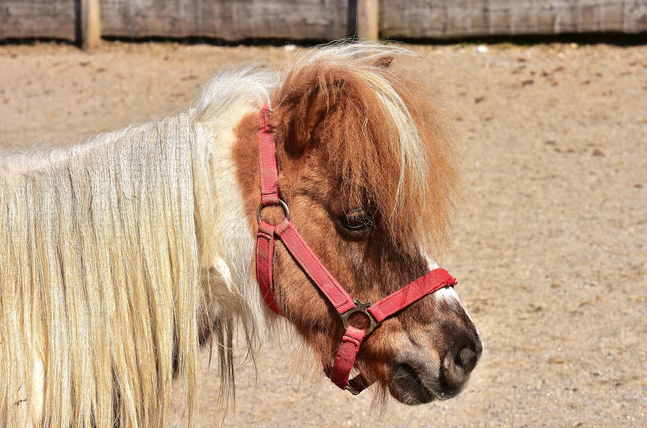 horse pony cute free photo