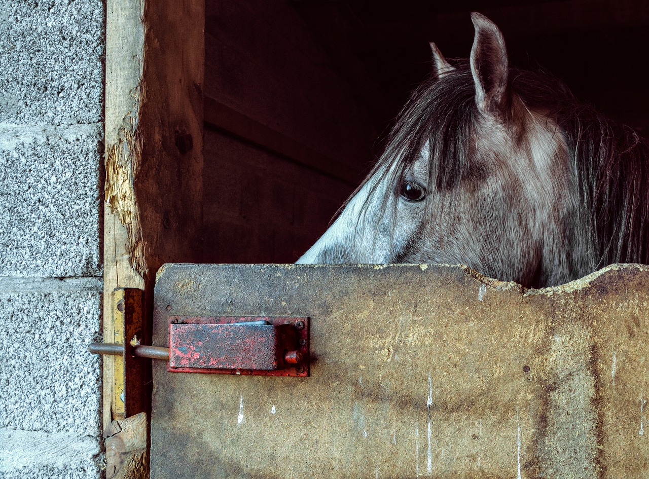 horse foal look free photo