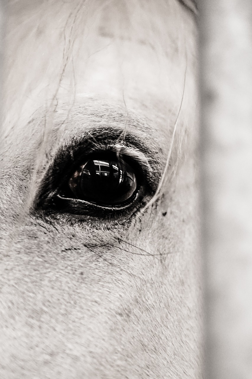 horse eye animal free photo