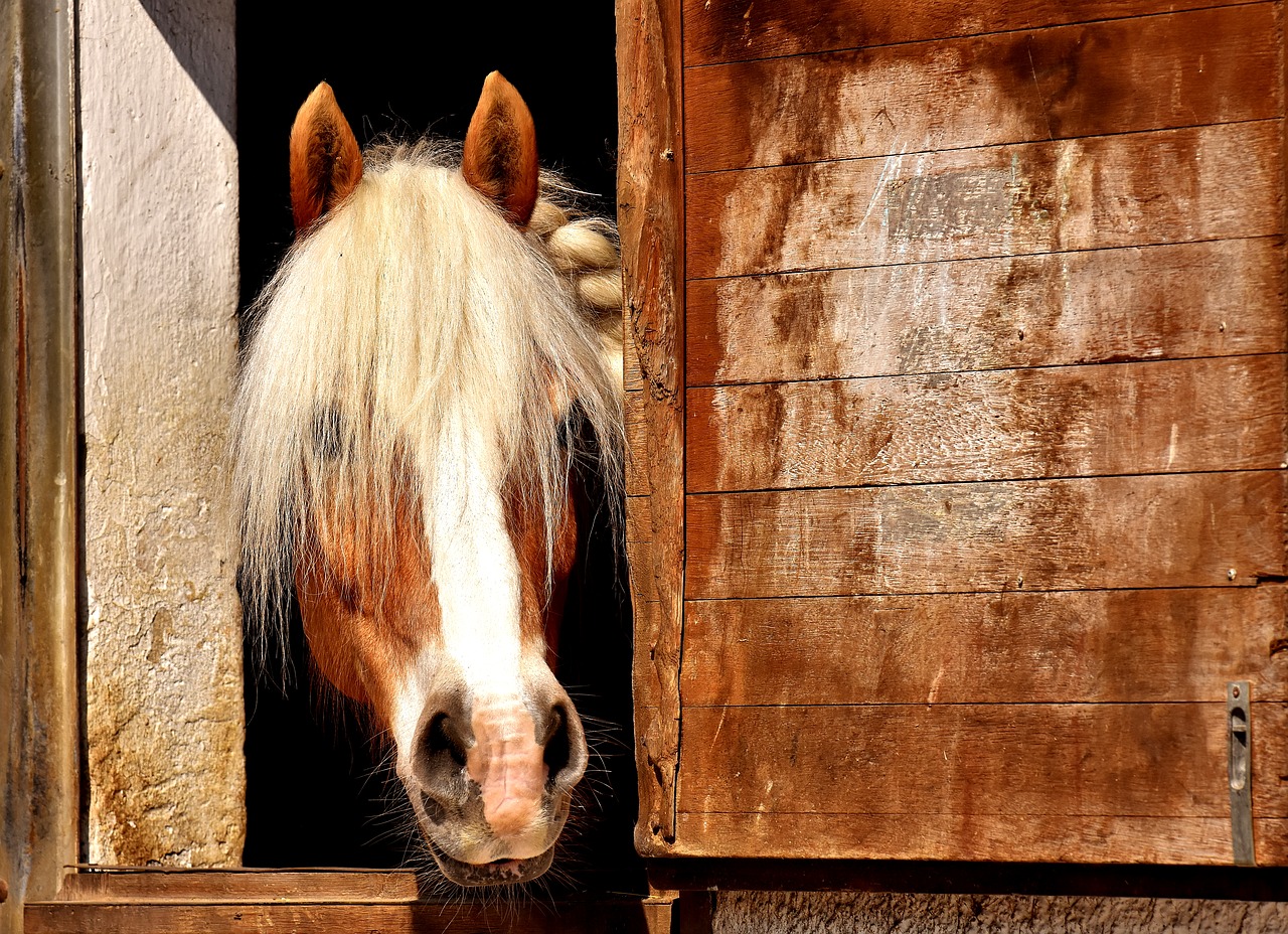 horse horse stable animal free photo