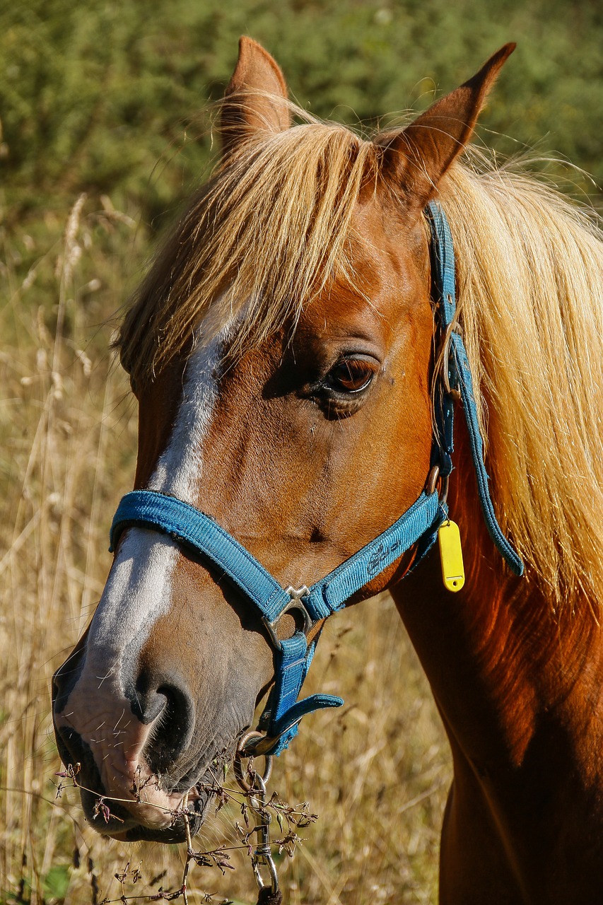 horse spanish arabic free photo