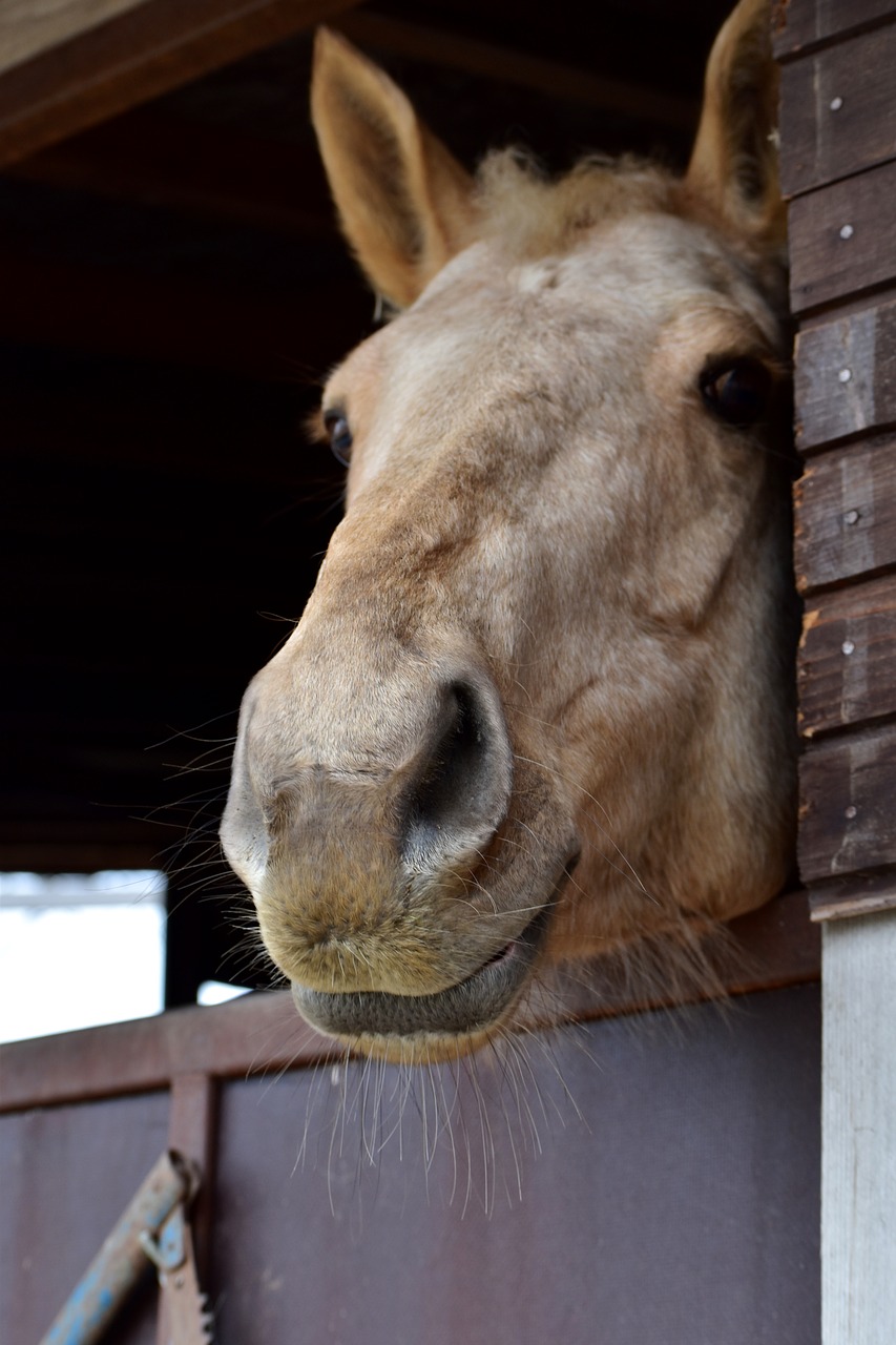 horse head animal free photo