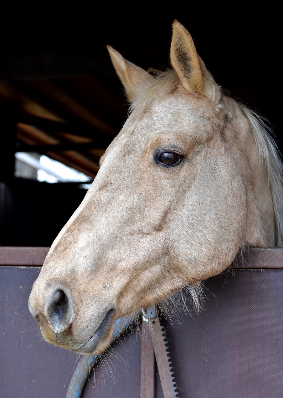 horse head animal free photo