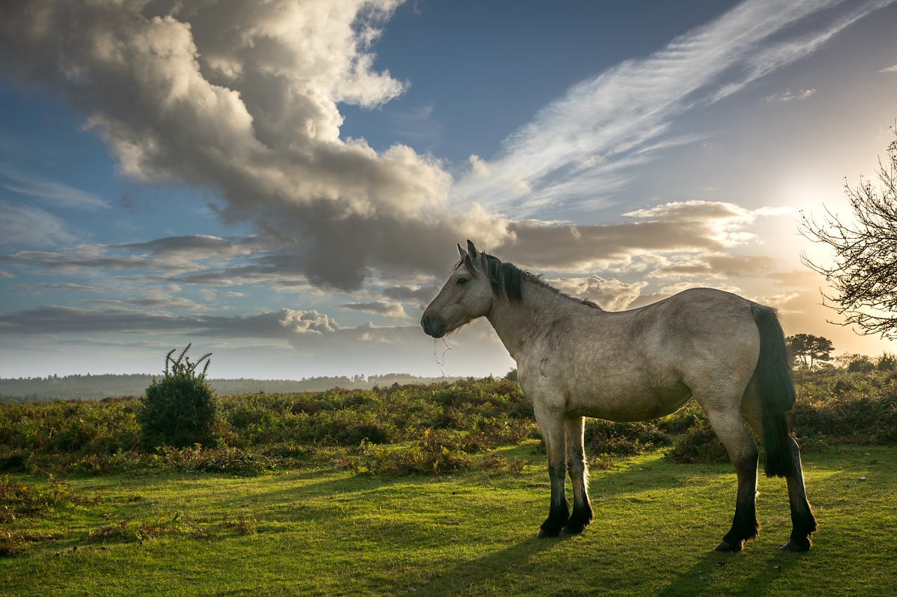 horse forest nature free photo