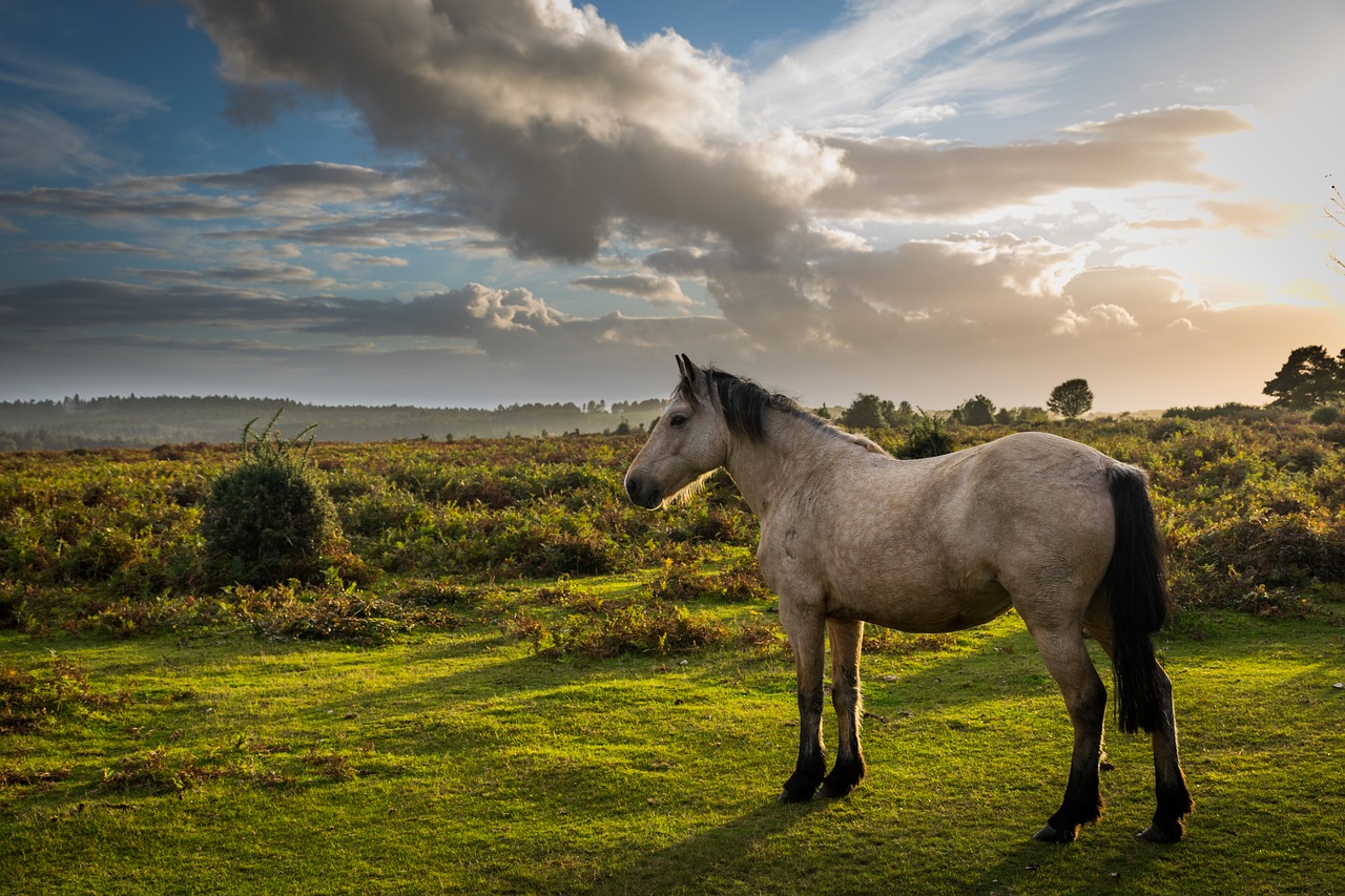 horse nature animal free photo