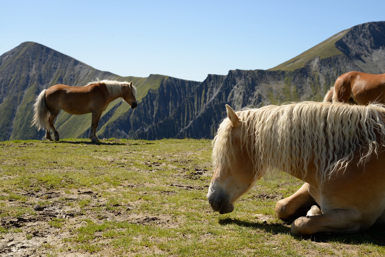 horse haflinger mountain free photo