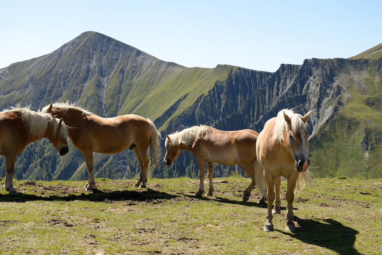 horse haflinger mountain free photo