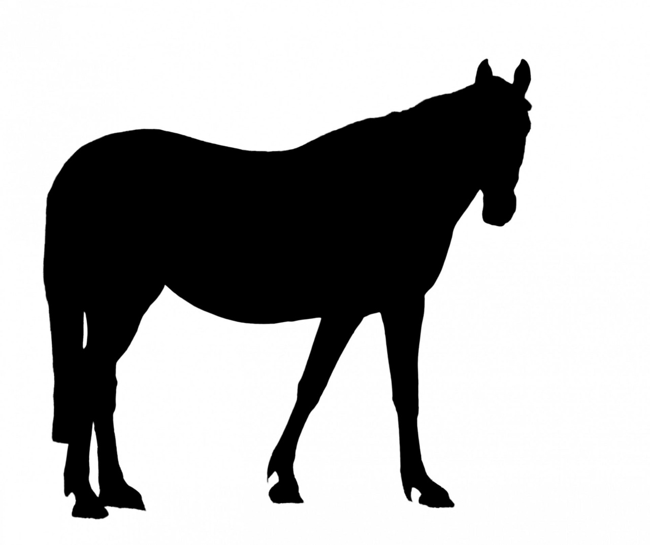 horse black silhouette free photo