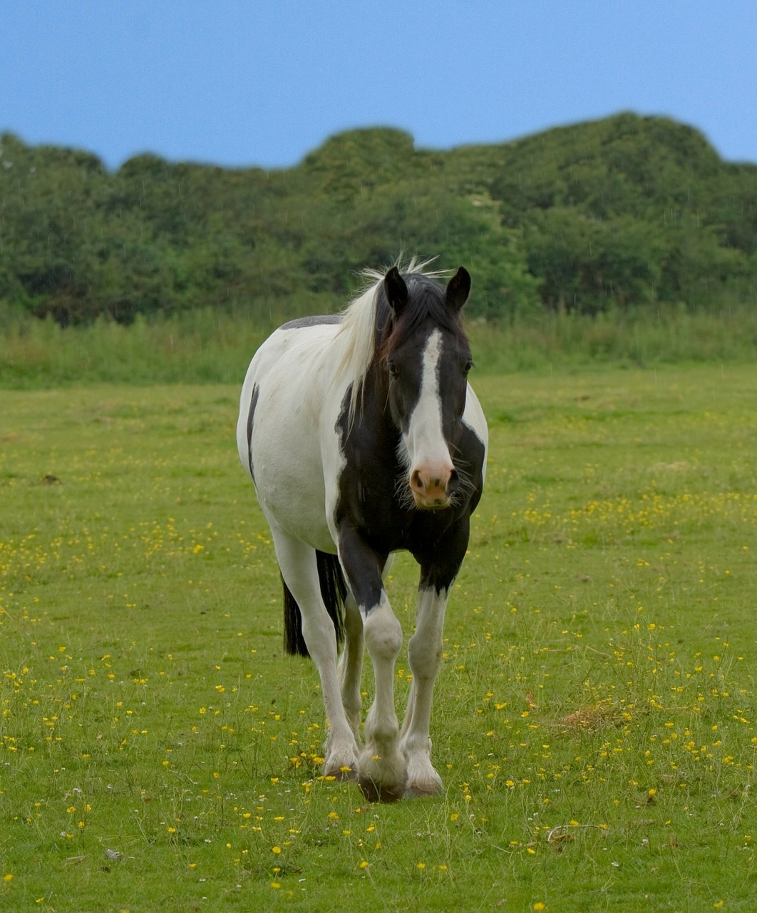 horse animal beautiful free photo