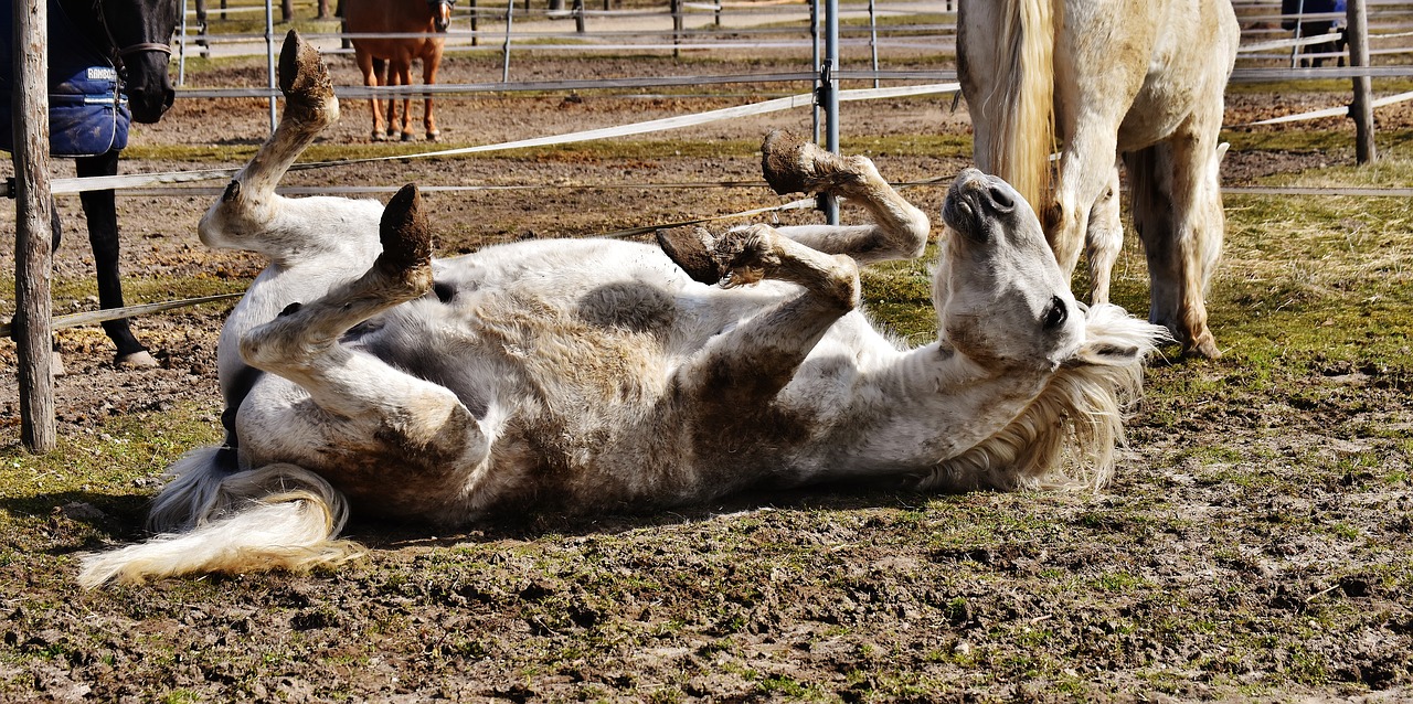 horse rolling paddock free photo