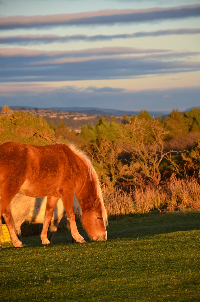 Download free photo of Horse,wild horse,grazing,countryside,horses ...