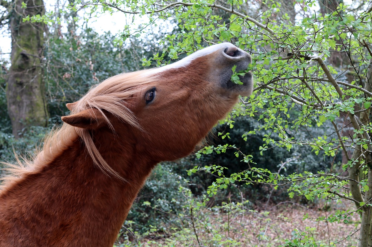 horse wild new forest free photo