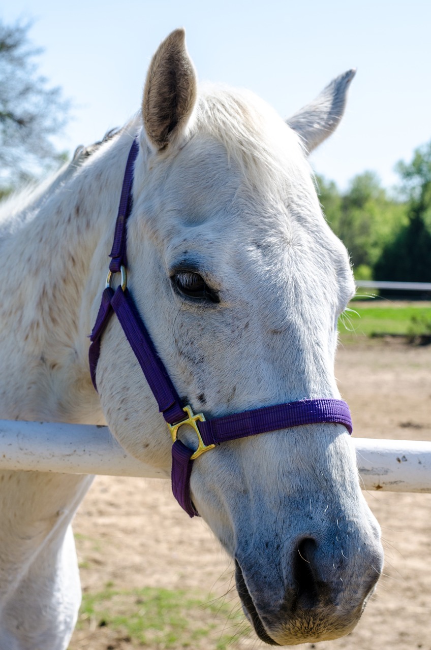 horse animal nature free photo