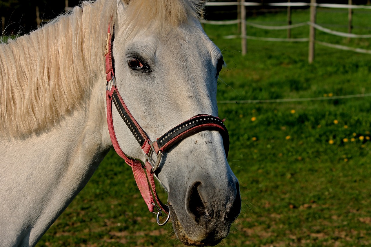 horse halter coupling free photo