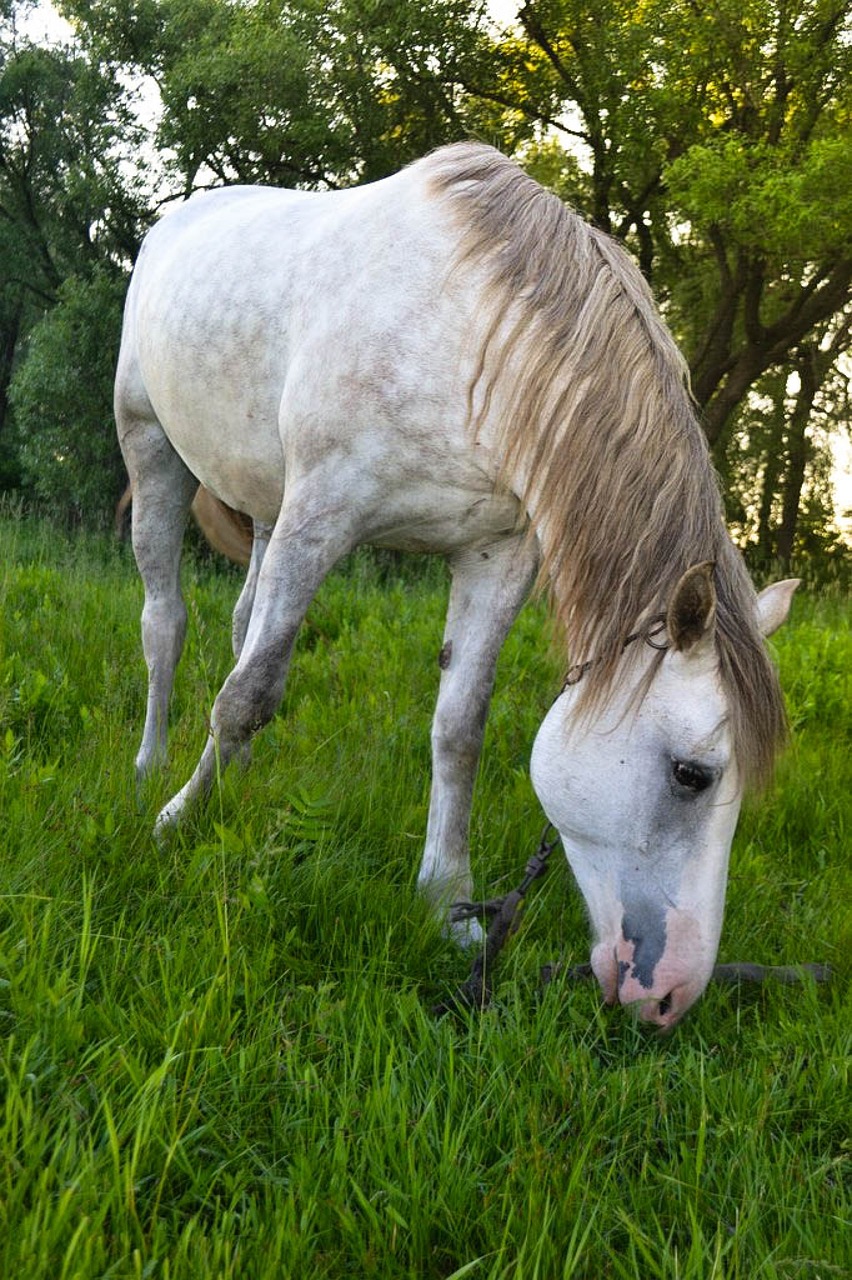 horse summer nature free photo