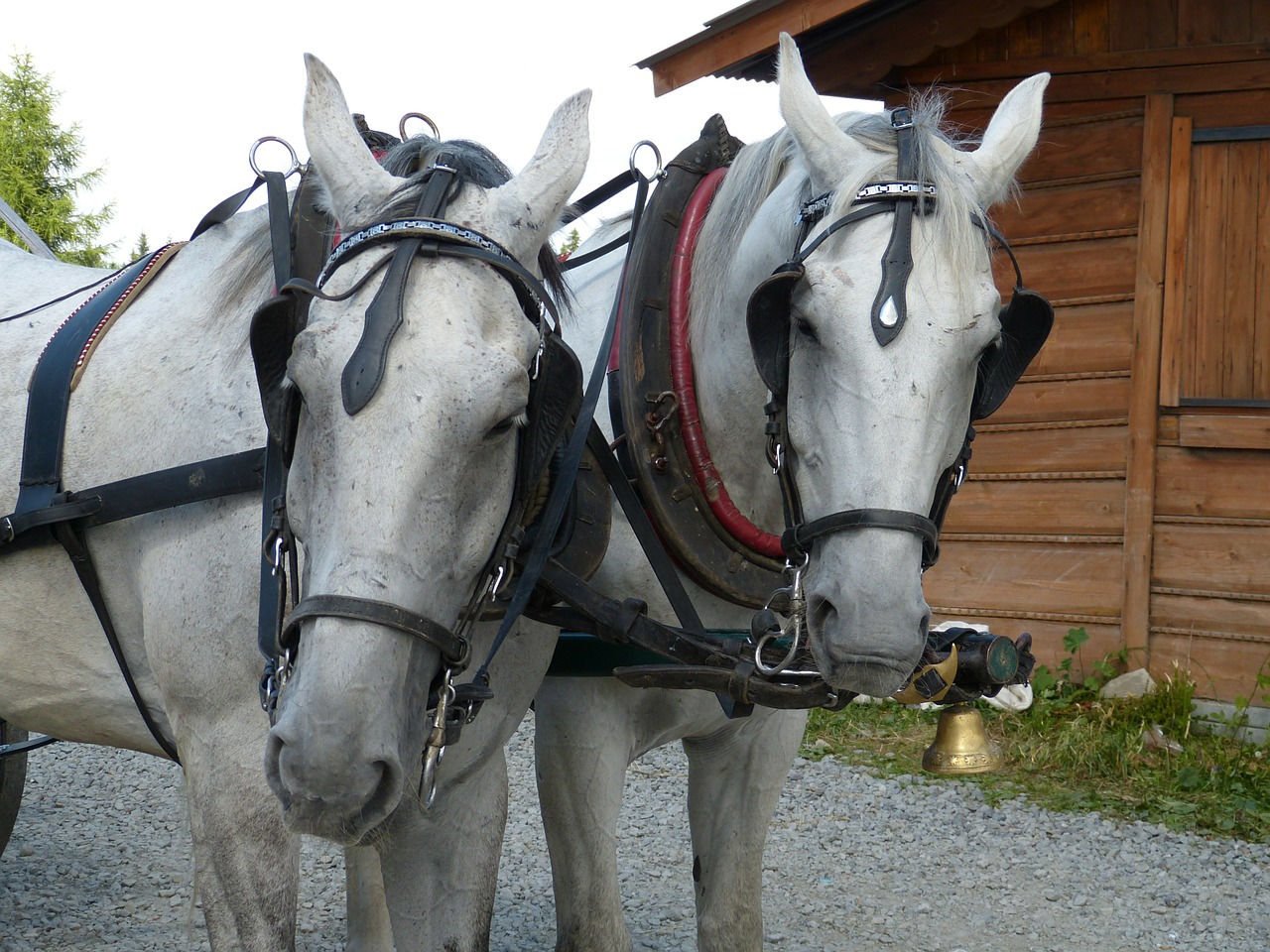 horse ride horses free photo