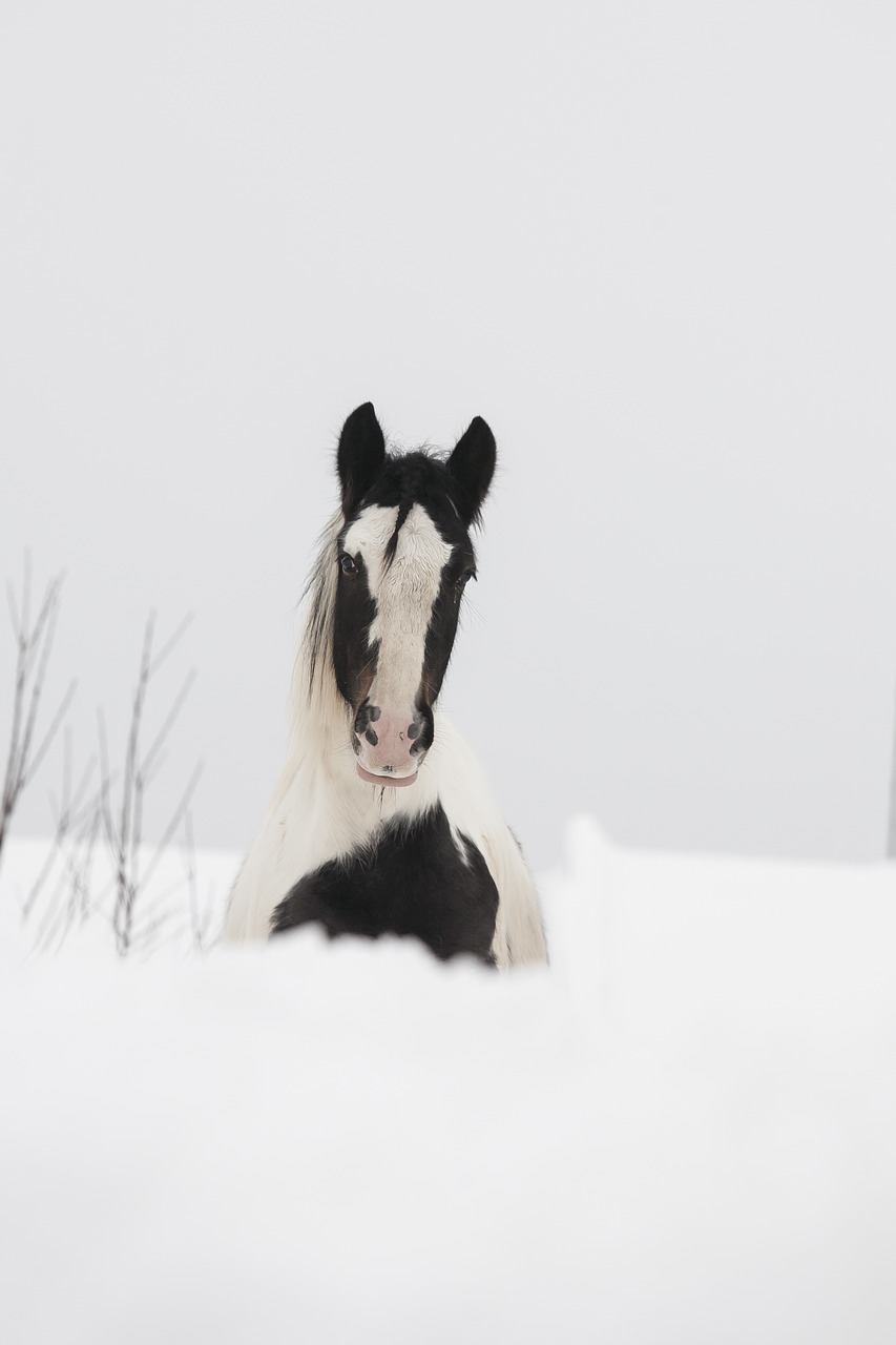 horse white black free photo