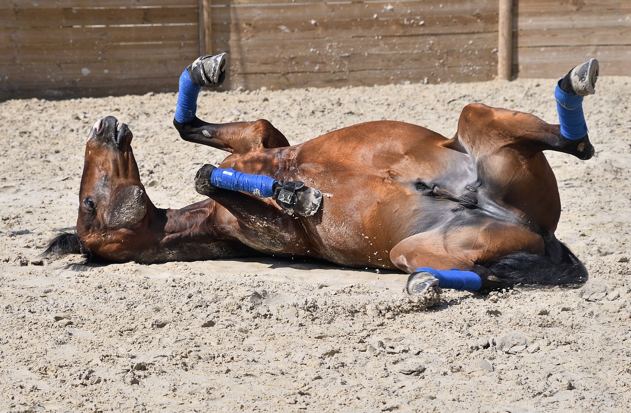 horse play lying free photo