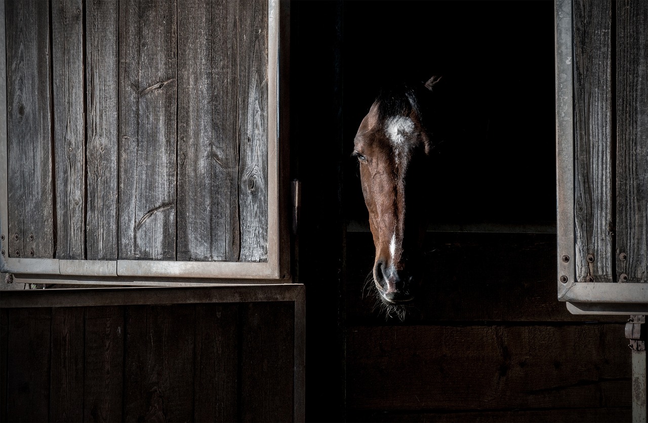 horse portrait box free photo