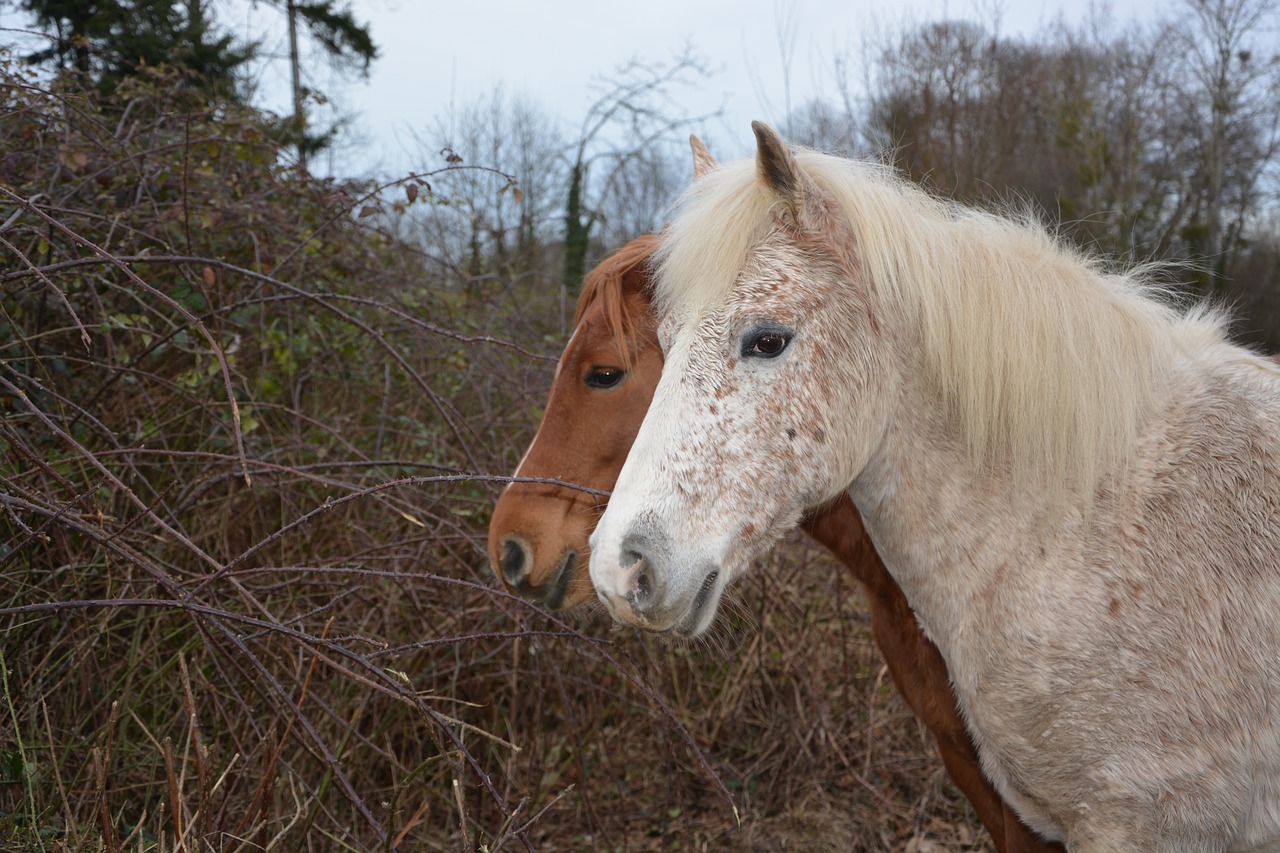 horse horses equines free photo