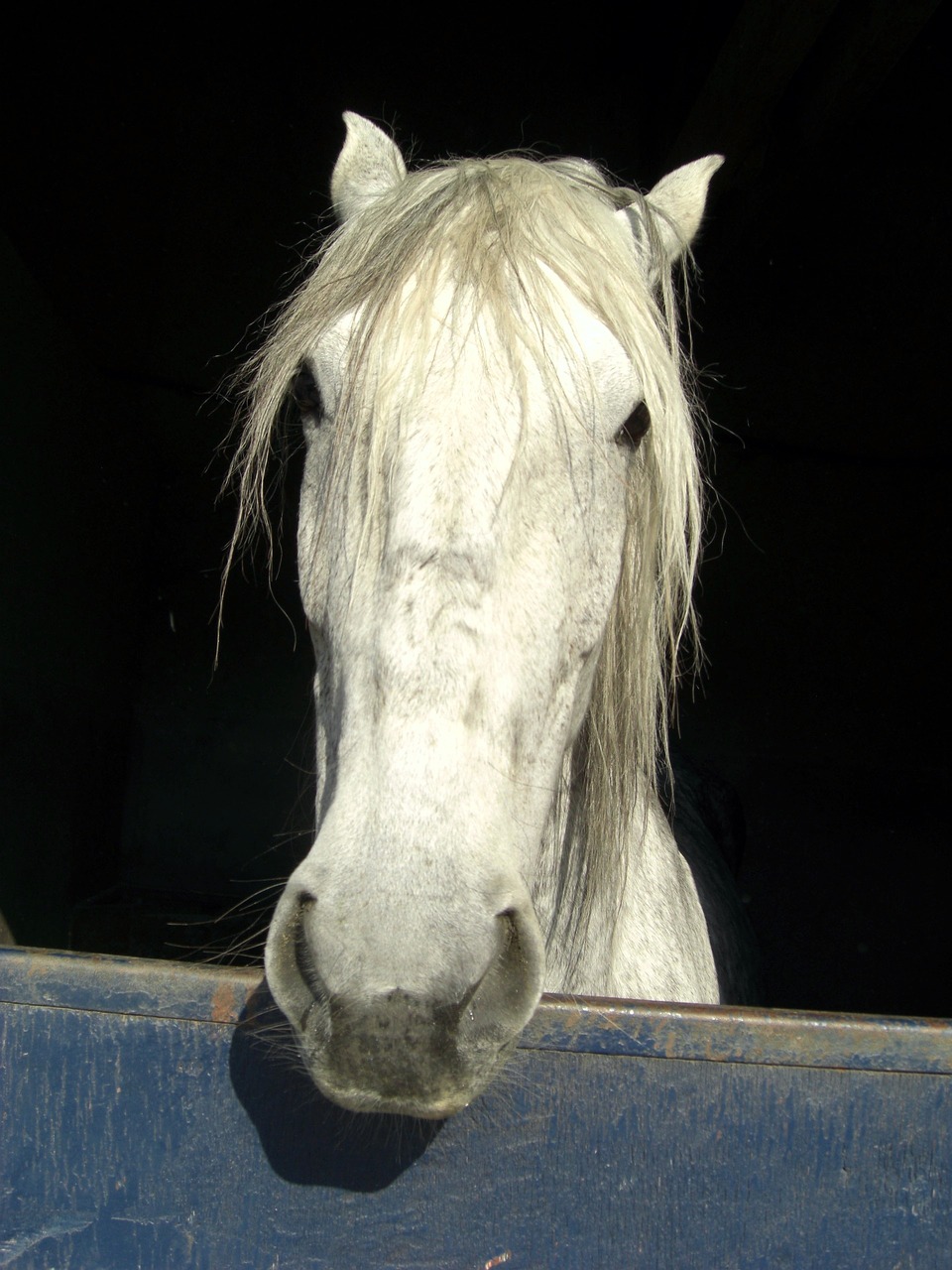 horse head mane free photo