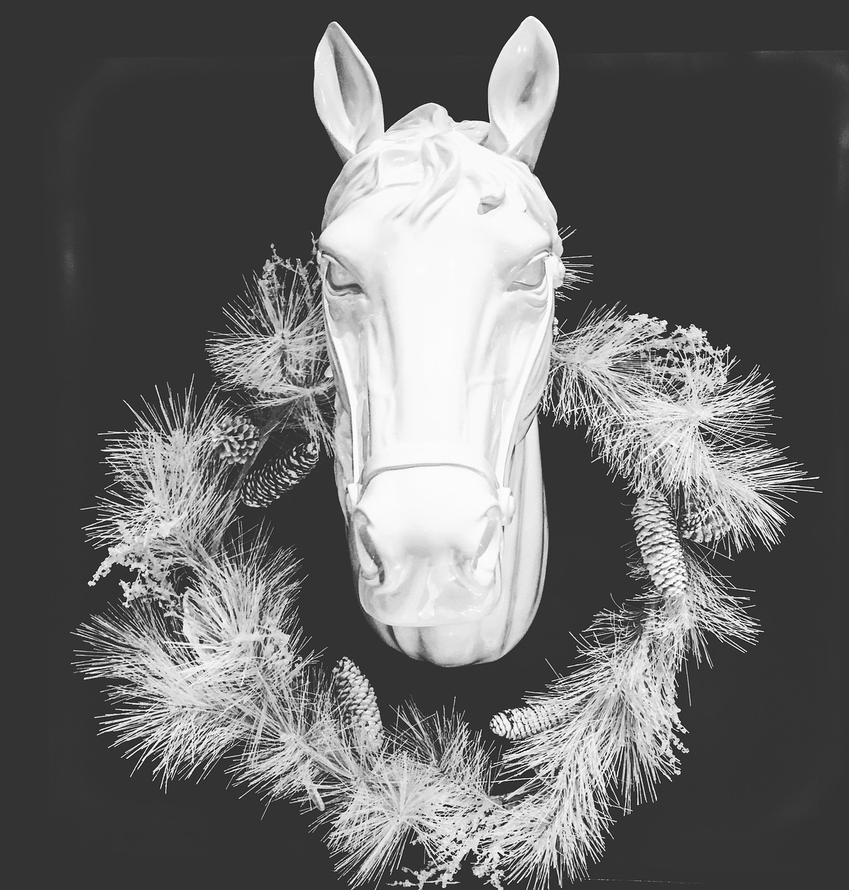 horse head stallion free photo