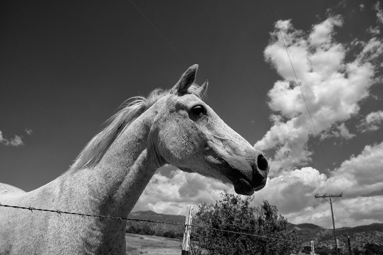 horse clouds pony free photo