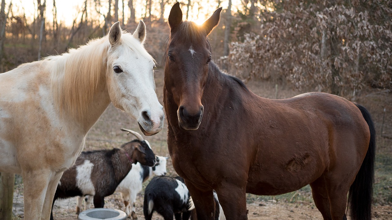 horse goat animal free photo