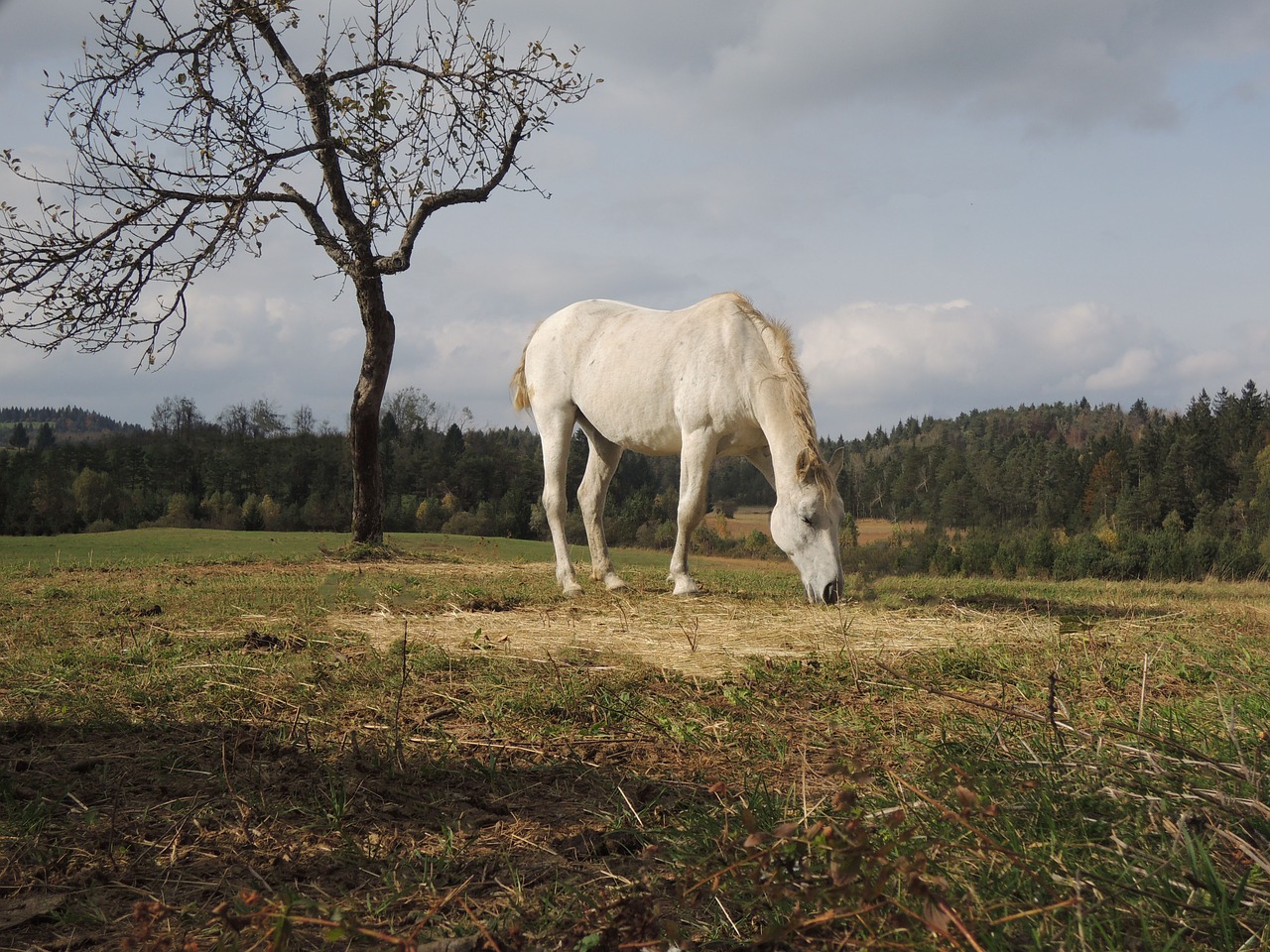 horse fall autumn free photo