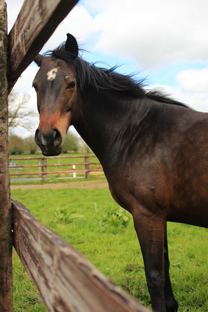 horse farm field free photo